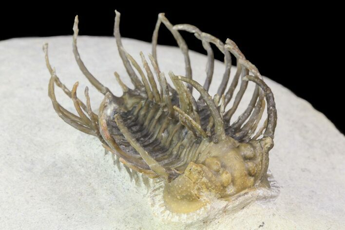 Bargain, Spiny Koneprusia Trilobite #74159